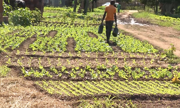 agricultores-de-horticulas-na-zambezia