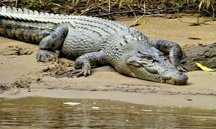 ataques-de-crocodilos