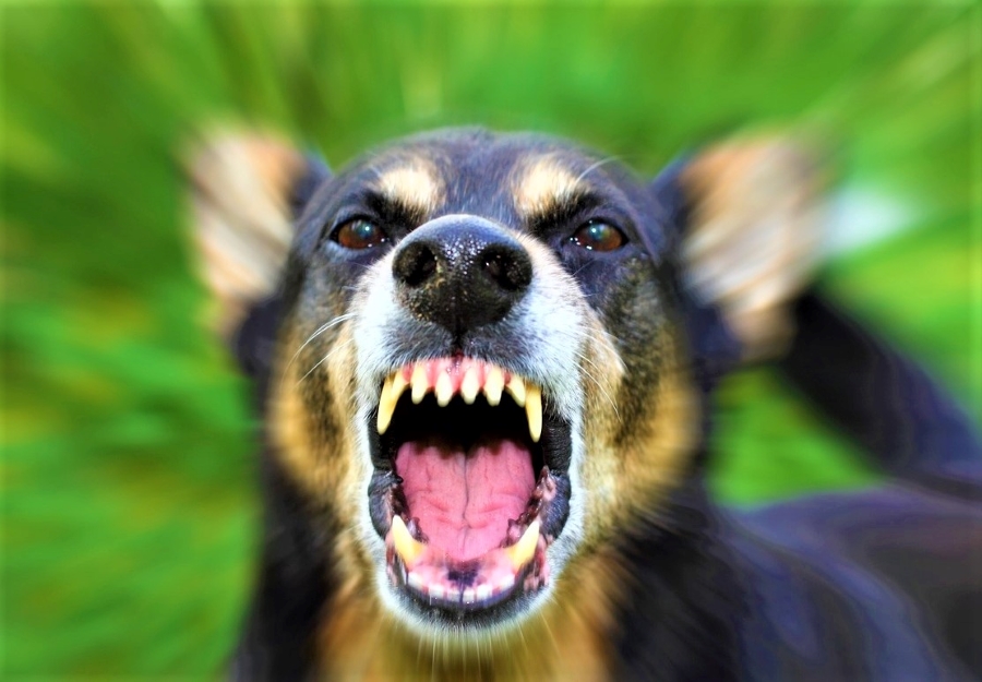 cachorro-bravo-cao-com-raiva-zoonose-1667918237184_v2_4x3-2