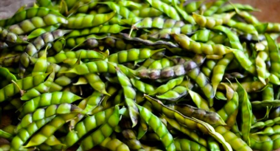 feijao-boer-mocambicano-2