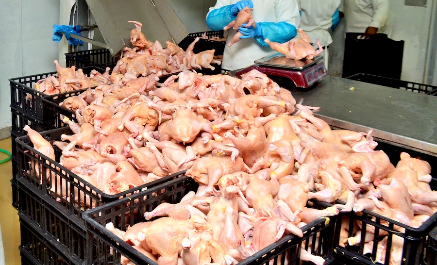 frango
