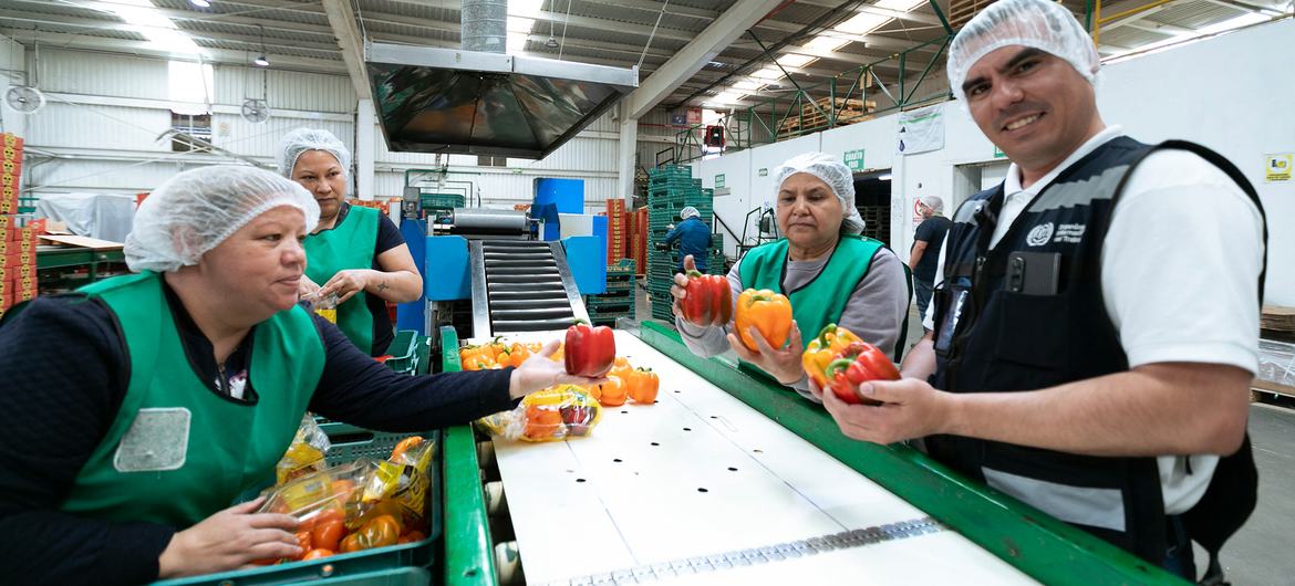 Trabalhadores separam pimentas em uma fábrica de processamento no México