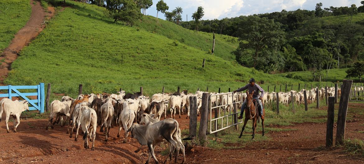 Segundo o novo estudo do Banco Mundial, o setor agroalimentar enfrenta desafios que ameaçam sua sustentabilidade e crescimento