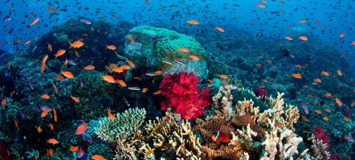 Um coral próspero em Fiji