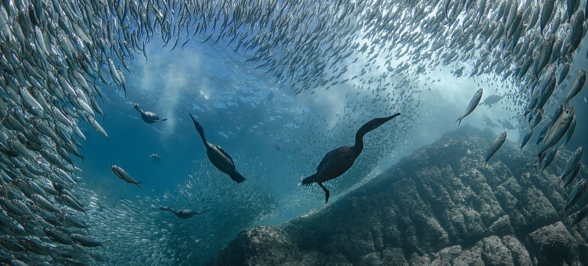 Coorganizada pela França e pela Costa Rica, a Conferência dos Oceanos reuniu 15 mil participantes, incluindo mais de 60 Chefes de Estado e de Governo, na costa mediterrânea da França, em Nice