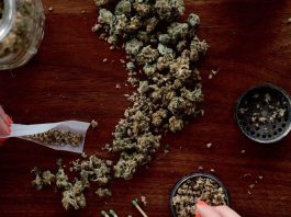 Cannabis permanece a droga mais consumida com 244 milhões de usuários