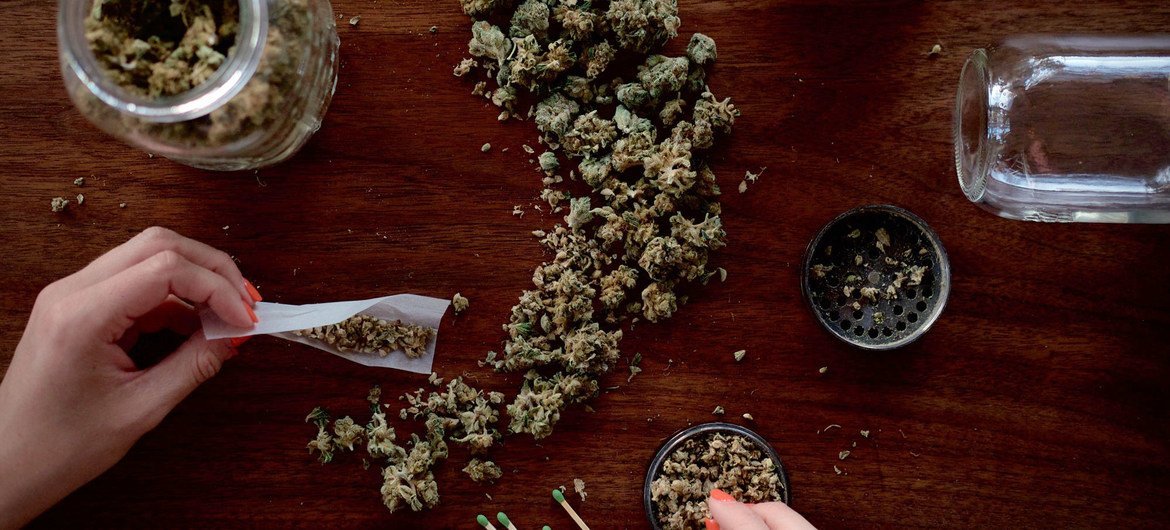 Cannabis permanece a droga mais consumida com 244 milhões de usuários