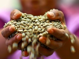Grãos de café verde nas mãos de uma agricultora de uma cooperativa de Timor-Leste
