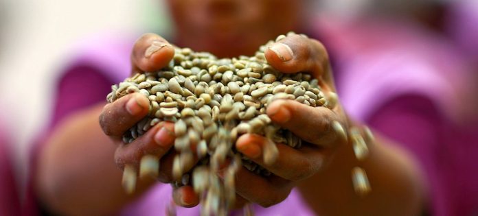 Grãos de café verde nas mãos de uma agricultora de uma cooperativa de Timor-Leste