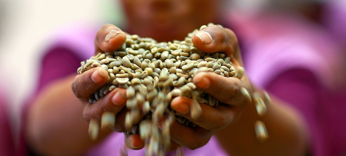 Grãos de café verde nas mãos de uma agricultora de uma cooperativa de Timor-Leste