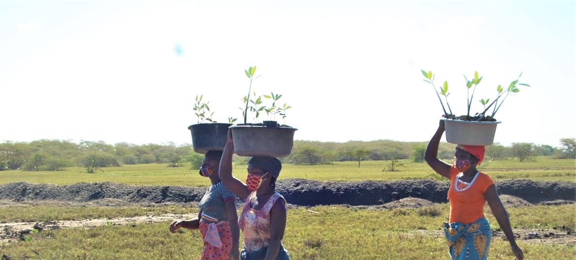 Projeto de restauração de manguezais do Pnuma em Moçambique