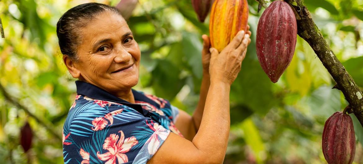 Mulher colhe cacau em projeto no Brasil