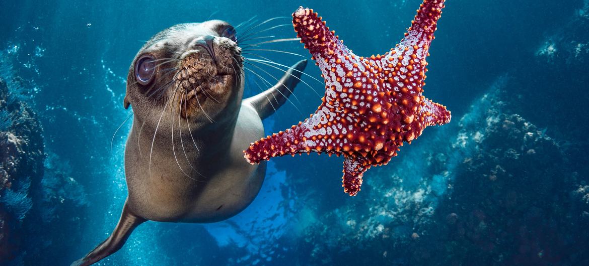 Um leão-marinho nada perto de uma estrela-do-mar na costa do México