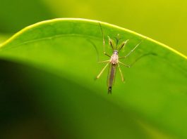 A disseminação do vírus, transmitido principalmente pelo mosquito Culicoides paraenses, tem aumentado nas Américas