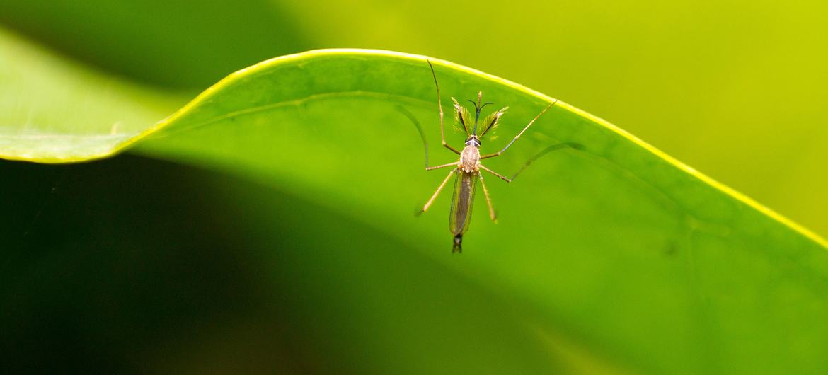 A disseminação do vírus, transmitido principalmente pelo mosquito Culicoides paraenses, tem aumentado nas Américas