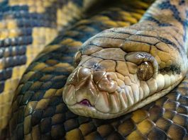 Em cada 100 mil habitantes ocorrem 10,9 incidentes de picadas de cobra
