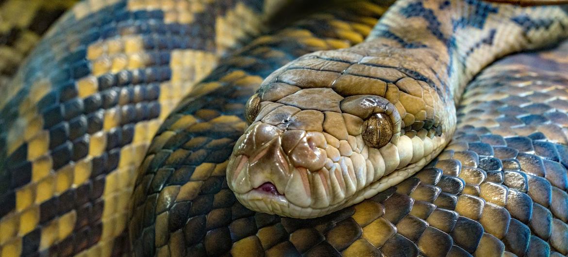 Em cada 100 mil habitantes ocorrem 10,9 incidentes de picadas de cobra