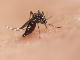 A espécie de mosquito Aedes pode transmitir doenças como chikungunya, dengue e zika