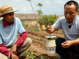 Em Cabo Verde, um agricultor recebe formação especializada no âmbito do Programa de Cooperação Sul-Sul da FAO-China