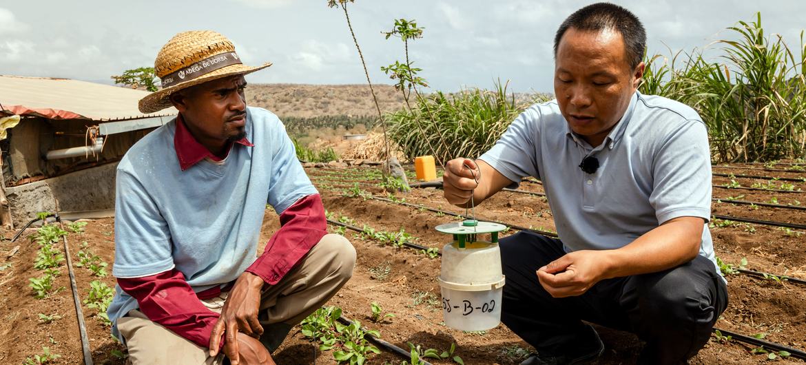 Em Cabo Verde, um agricultor recebe formação especializada no âmbito do Programa de Cooperação Sul-Sul da FAO-China