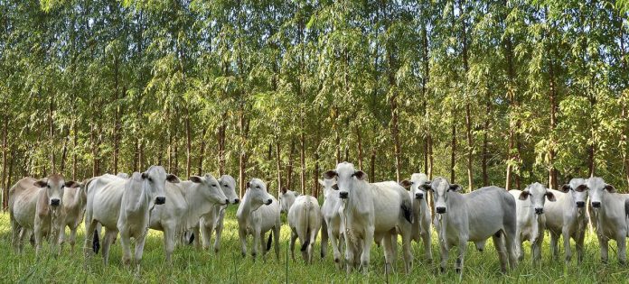 Sistemas de Integração Lavoura-Pecuária-Floresta (ILPF) geram empregos em várias cadeias produtivas, incluindo agricultura, pecuária, extrativismo e indústria madeireira