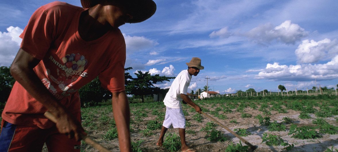 Trabalhadores rurais no estado da Bahia. Trabalhadores rurais no estado da Bahia.