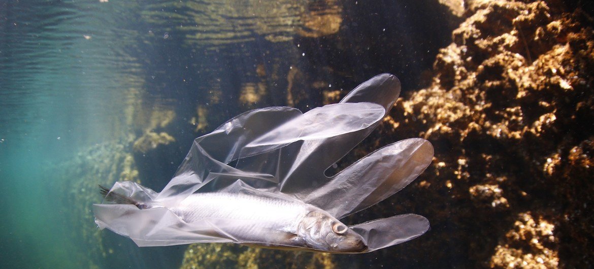 Poluição marinha por plástico: um peixe capturado com uma luva de plástico. Poluição marinha por plástico: um peixe capturado com uma luva de plástico.