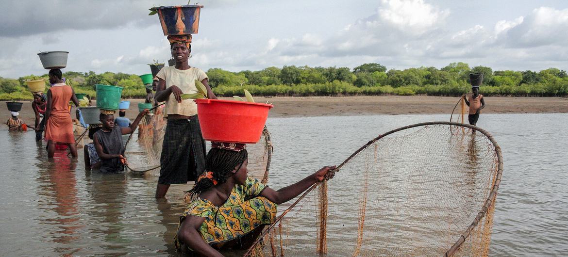 Mulheres pescam no rio na Guiné-Bissau. Mulheres pescam no rio na Guiné-Bissau.