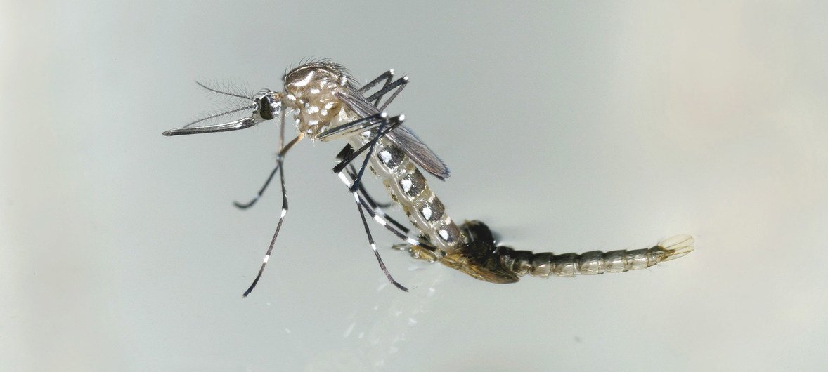 O mosquito aedes aegypti transmite doenças como chikungunya, dengue e zika.