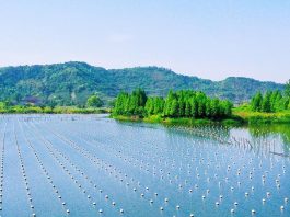 Ganhos de produtividade em países de renda média deverão induzir a produção global de commodities