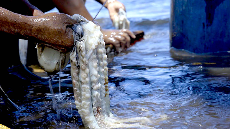 polvonacala