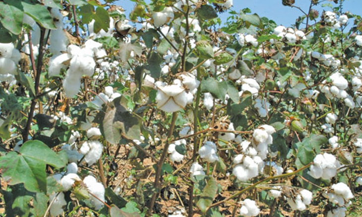 preco-de-algodao