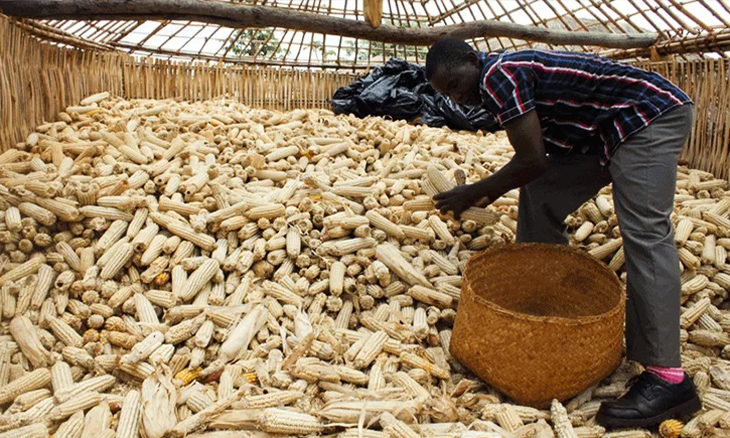 producao-de-milho-em-niassa